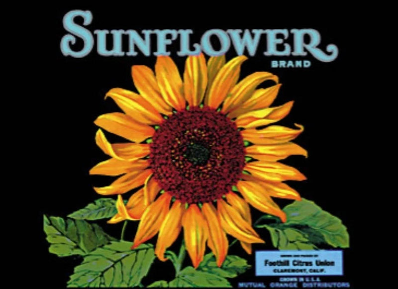 Vintage Postcard, Crate Label, Sunflower, Flower, new unused, 4"x6", 156 Sunflower