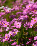 300 DWARF PINK COSMOS Cosmos Bipinnatus Flower Seeds Garden Plants