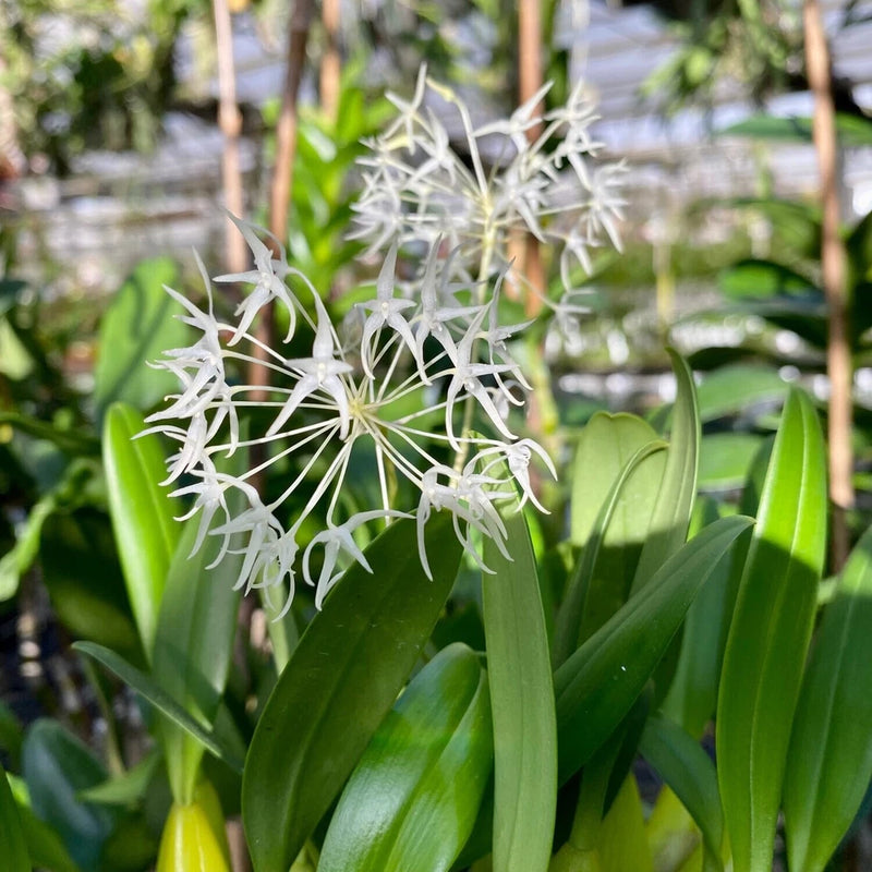 White star-shaped orchid flowers with long green leaves
