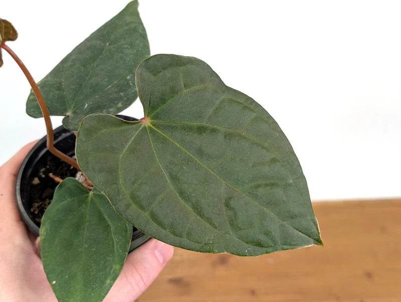Live anthurium houseplant with dark green leaves in small black 4 in pot