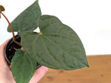 Anthurium Forgetii x Luxurians Live Houseplant 4" Pots Orchids