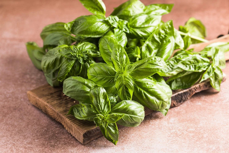 1500 SWEET BASIL Ocimum Basilicum Herb White Flower Seeds *Flat S/H Flowering Plants
