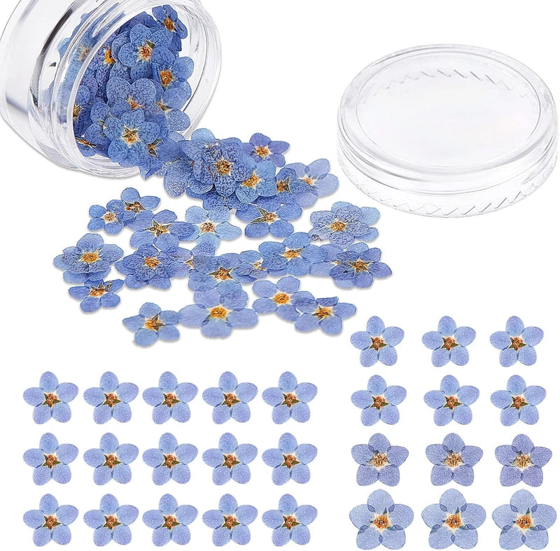 Natural Forget-Me-Not Dried Flowers Don'T Forget Me Dried Real Pressed Flowers f Dried Flower