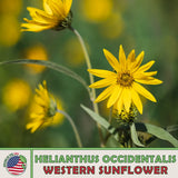 50 Western Sunflower Seeds, Helianthus occidentalis, No-Leaf, Native Perennial Sunflower