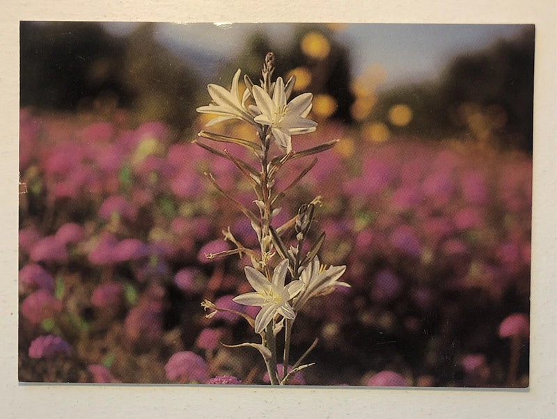 Postcard featuring pale yellow desert lilies with long stems in a field of purple flowers