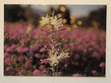Postcard featuring pale yellow desert lilies with long stems in a field of purple flowers