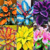 185+ Mixed Color Hosta Seeds Ð Shade & Cold Tolerant Perennial Garden Plants Garden Plants