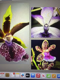 ORCHID PLANTS Zigo bare root bulb 3 different no pot Orchids