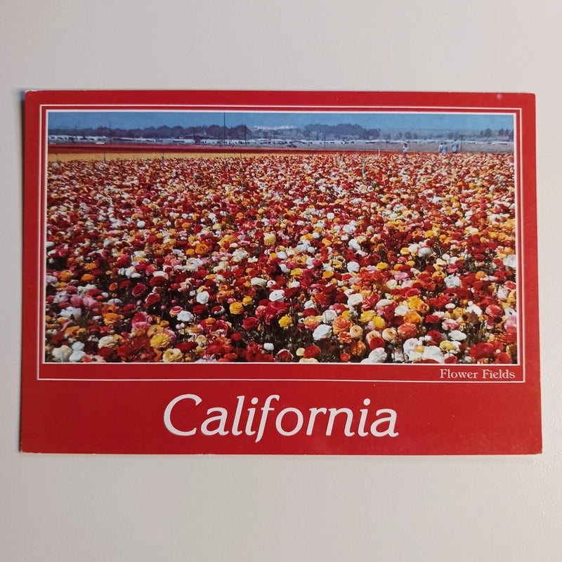 Ranunculus Flower Fields California Greeting Unposted Chrome Postcard Ranunculus