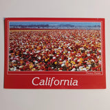 Ranunculus Flower Fields California Greeting Unposted Chrome Postcard Ranunculus