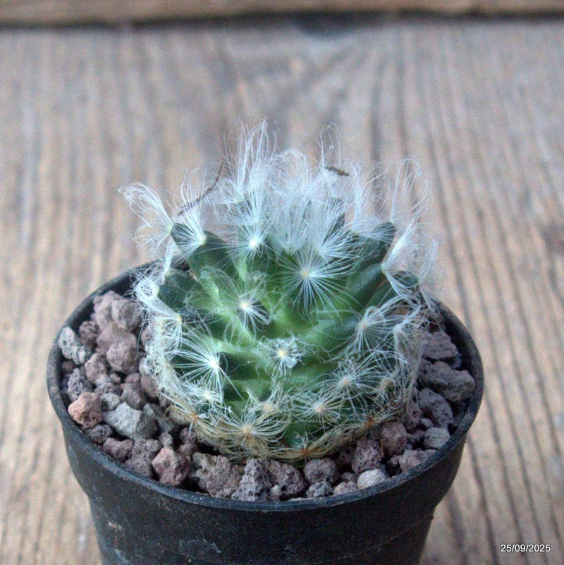 D6642 MAMMILLARIA AUREILANTA V. ALBA pot5,5-H3,5-W4 cm MaMa Cactus Green Plant