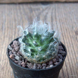 D6642 MAMMILLARIA AUREILANTA V. ALBA pot5,5-H3,5-W4 cm MaMa Cactus Green Plant