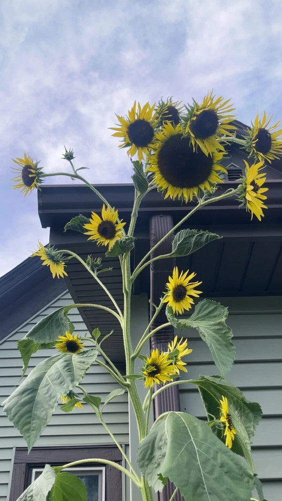 300 sunflower Seeds!! Stunning! 13 types, mix of Sizes & Colors!  FREE SHIPPING Sunflower
