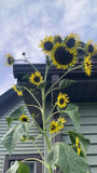 300 sunflower Seeds!! Stunning! 13 types, mix of Sizes & Colors!  FREE SHIPPING Sunflower