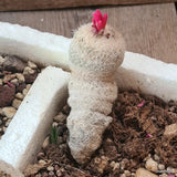 D5521 EPITHELANTHA RUFISPINA potX-H10-W4 cm MaMa Cactus Green Plant
