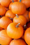 50 SMALL SUGAR PUMPKIN SEEDS / GREAT FOR PIE / FRESH FOR GARDENS DELICIOUS Garden Plants