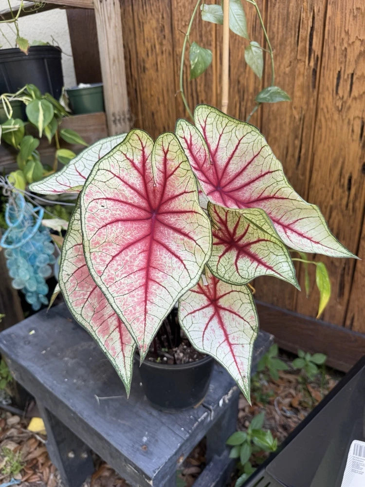 Caladium plant in small black pot, large green leaves with red veins