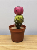 Artificial Succulent Styrofoam Plant with Plastic Pot Green Plant