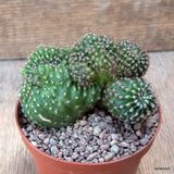 D6702 ECHINOPSIS EYRIESTII CRESTED pot10-H7-W9 cm MaMa Cactus Green Plant