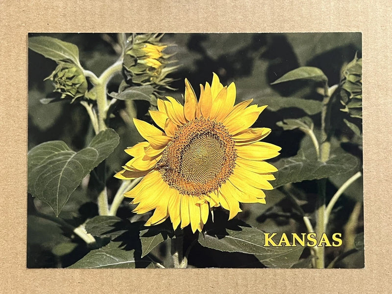 Kansas sunflower postcard with yellow bloom and leaves, 'KANSAS' text