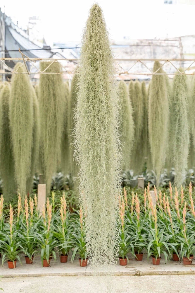 Giant hanging air plant clump with long feathery green fronds in small pots