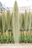 Spanish Moss / Tillandsia Usneoides - Giant Hanging Clump / Air Plant Orchids