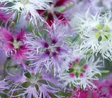 30+ Dianthus Carnation Superbus Spooky Flower Seeds Mix / Perennial Carnation