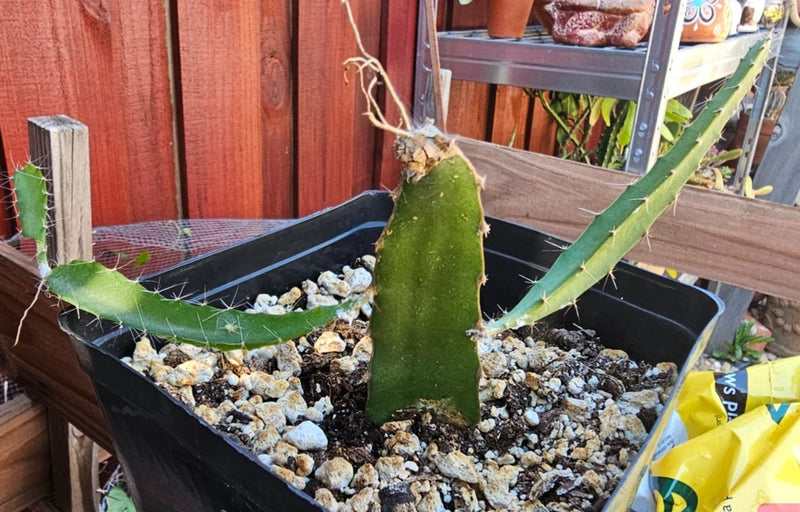 Epiphyllum orchid plant in black pot with gravel and green cactus-like stem
