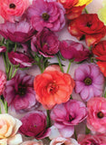Butterfly Ranunculus, Fivefork Farms, Upton, Massachusetts --New POSTCARD Ranunculus