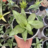 Sansevieria Hybrid Lailana Ð Compact Patterned Foliage Live Plant Grow in Pot Green Plant