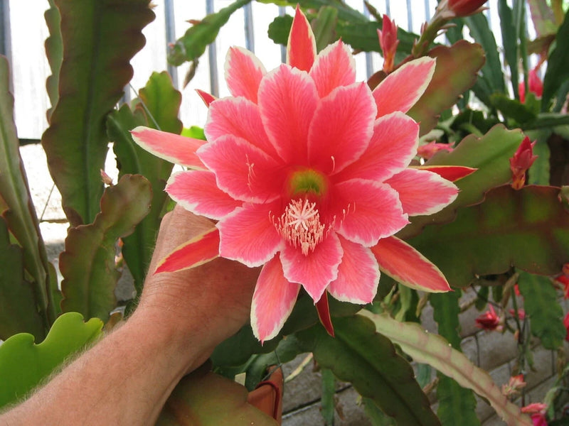 Orchid cactus flower with pink ruffled petals and red tips.