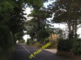 Photo 6x4 Scots Pines and pampas grass alongside the B176 (Killough Road) c2013 Pampas Grass