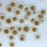 Dried Pressed Flowers,White needle chrysanthemum,dry flower 12PCS Dried Flower