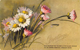 Catherine Klein~Pink & White Daisies in Field~Mystical Flower Language~1908 PC Daisies