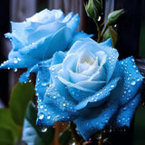 20 Broken Ice Blue Rose Seeds - Non-GMO Heirloom Variety Roses