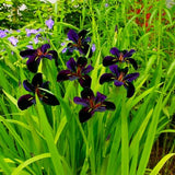 LOUISIANA IRIS BLACK GAMECOCK - 4 PLANTS - LOWEST PRICE! SEE DESCRIPTION - LOOK! Flowering Plants