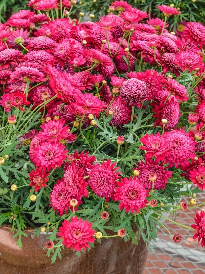 200+ Crested Merlot Red Marguerite Daisy Seeds for Garden - USA - FREE SHIPPING! Garden Plants