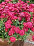 200+ Crested Merlot Red Marguerite Daisy Seeds for Garden - USA - FREE SHIPPING! Garden Plants