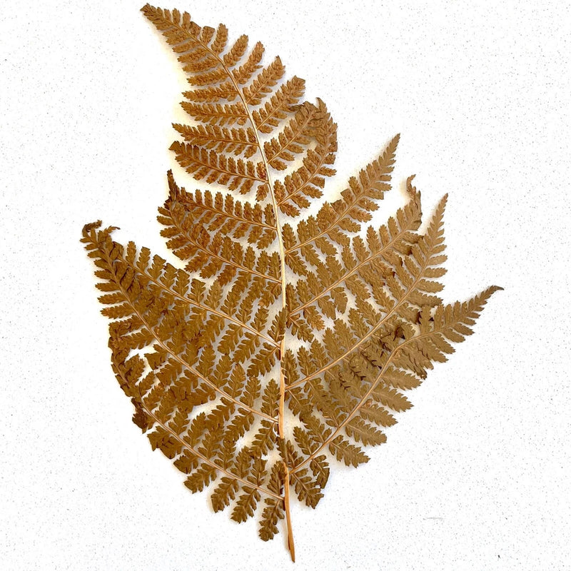 Pressed fern leaf botanical, brown dried specimen with fine fronds