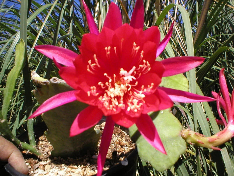 Orchid cactus in pot with large red-pink flower and green fleshy pads