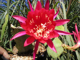 Epiphyllum, Orchid Cactus, " CHILI PEPPER", Don's Quart pots APRIL/1 Orchids