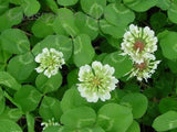 3 Lbs WHITE DUTCH CLOVER SEED For Lawns Ground Cover Bees Coated & Inoculated Pampas Grass