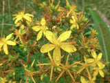 50 St. Johns Wort Seeds (Hypericum Perforatum) Garden Plants