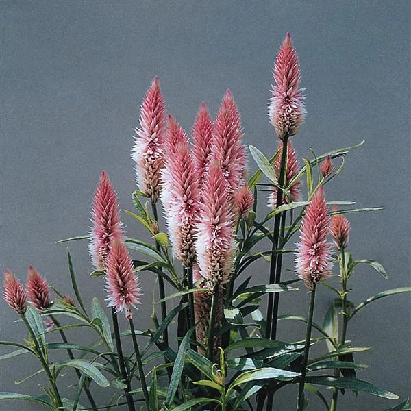 Celosia Flamingo Feather Seeds - 25 Seeds, Non-GMO Roses
