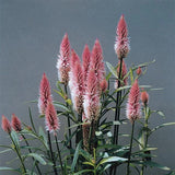 Celosia Flamingo Feather Seeds - 25 Seeds, Non-GMO Roses