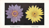 Postcard Day Blooming Water Lily Hybrids Nymphaca Colorata and African Gold Lily