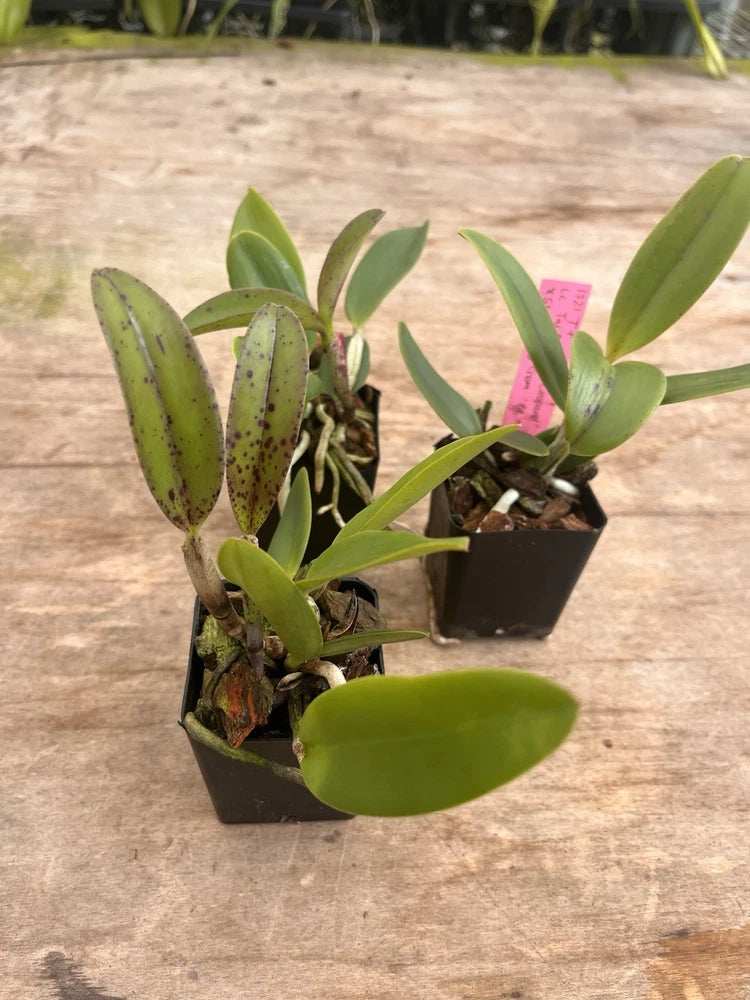Cattleya Lc Tai Rose ÔSea LeopardÕ x Slc Lucky Gem ÔBe MineÕ 2Ó Seedling Orchids