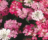 CANDYTUFT TALL Iberis Umbellata - 5,000 Bulk Seeds Garden Plants