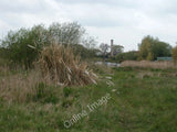 Photo 6x4 Christchurch, pampas grass Christchurch/SZ1592 Looking distinc c2010 Pampas Grass