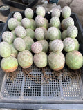 Multi heads Succulent Cactus Plant Tephrocactus Geometricus (2-Head) Home Garden Garden Plants